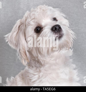 Un cane può essere il tuo migliore amico Foto Stock