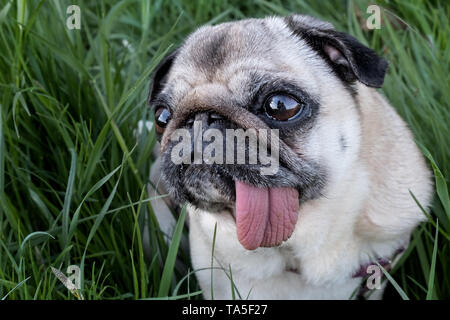 Un cane può essere il tuo migliore amico Foto Stock