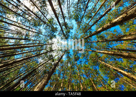 Giapponese bosco di cipressi Cryptomera Japonica vista dinamica dal di sotto, Kumano Kodo foresta in Giappone Foto Stock