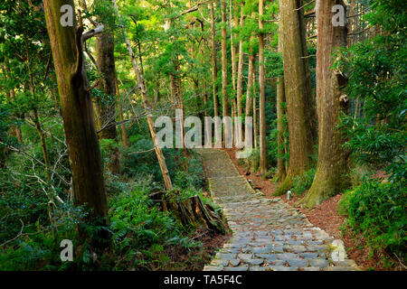 Famoso sentiero Daimonzaka all'interno del gigante della foresta di cipressi che conduce al Nachi cade, Giappone Foto Stock