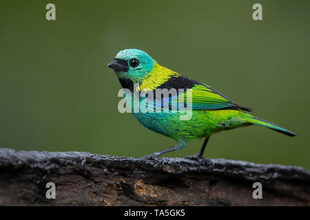 Verde-guidato Tanager Foto Stock