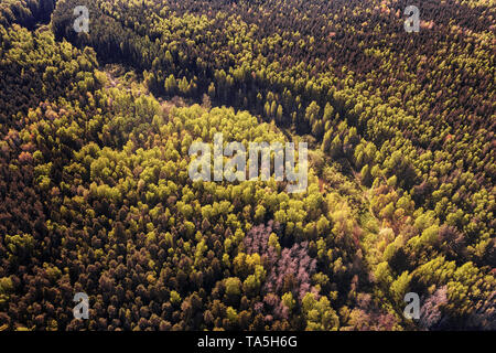 Deep dark forest vista aerea. Immagine dai toni Foto Stock