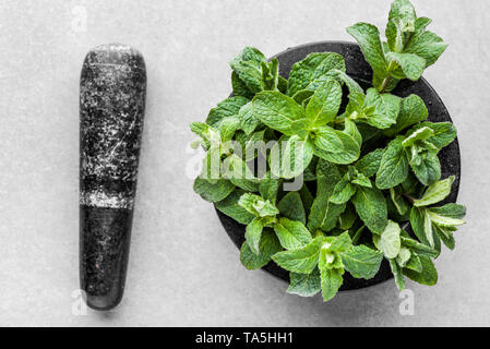 Verde menta romana organico o di menta fresca di foglie nel mortaio su sfondo grigio Foto Stock