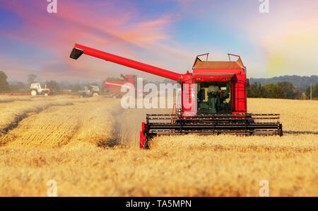 Campo di grano con trincia semovente Foto Stock