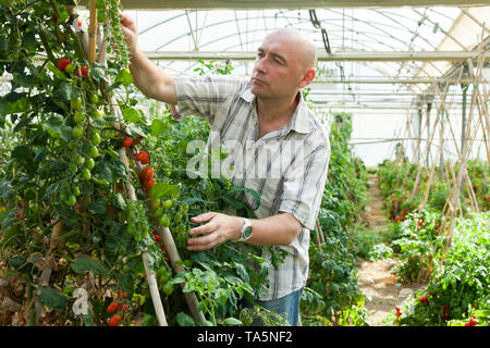 Gentile proprietario di serre riscaldate di ispezione di qualità della coltivazione di pomodori Foto Stock