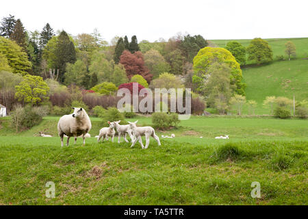 Agnelli in primavera con albero colorato e colline Moffat Scozia. Foto Stock