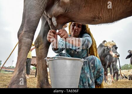 22 maggio 2019 - Patiala Punjab, India - Un indiano donna nomade visto miking un bufalo domestico in Patiala distretto del Punjab (India). (Credito Immagine: © Saqib Majeed/SOPA immagini via ZUMA filo) Foto Stock