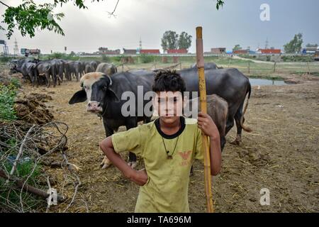 22 maggio 2019 - Patiala Punjab, India - un nomade boy visto in piedi accanto a bufale mentre egli veglia sul suo gregge in Patiala distretto del Punjab (India). (Credito Immagine: © Saqib Majeed/SOPA immagini via ZUMA filo) Foto Stock