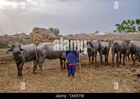 22 maggio 2019 - Patiala Punjab, India - un nomade boy visto in piedi accanto a bufale mentre egli veglia sul suo gregge in Patiala distretto del Punjab (India). (Credito Immagine: © Saqib Majeed/SOPA immagini via ZUMA filo) Foto Stock