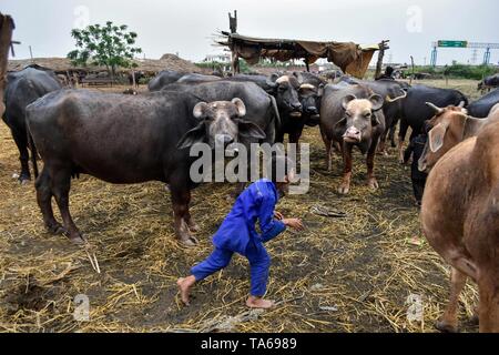 22 maggio 2019 - Patiala Punjab, India - un nomade boy visto correre in buffaloes al di fuori della sua casa di fortuna in Patiala distretto del Punjab (India). (Credito Immagine: © Saqib Majeed/SOPA immagini via ZUMA filo) Foto Stock