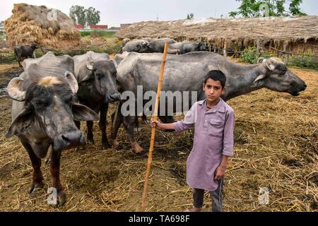 22 maggio 2019 - Patiala Punjab, India - un nomade boy visto in piedi accanto a bufale mentre egli veglia sul suo gregge in Patiala distretto del Punjab (India). (Credito Immagine: © Saqib Majeed/SOPA immagini via ZUMA filo) Foto Stock