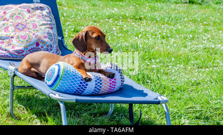 Rilassata bassotto comodamente seduto su un cuscino su un sole lounge chair, rilassata giornata di primavera Oensel Limburgo meridionale nei Paesi Bassi Foto Stock