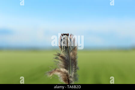 Feather closeup soffiata dal vento, sfondo sfocato Foto Stock