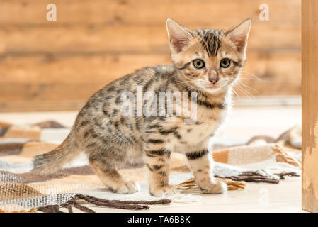 Strisce di razza pura razza bengala gattino ritratto Foto Stock