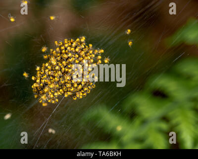 Baby orb weaver ragni, spiderlings, nel nido, giallo e nero e macro. Foto Stock