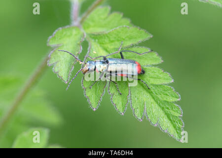 Rosso-fiore con punta di coleotteri (Malachius bipustulatus) Foto Stock