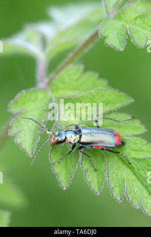 Rosso-fiore con punta di coleotteri (Malachius bipustulatus) Foto Stock