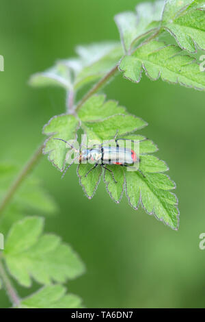 Rosso-fiore con punta di coleotteri (Malachius bipustulatus) Foto Stock