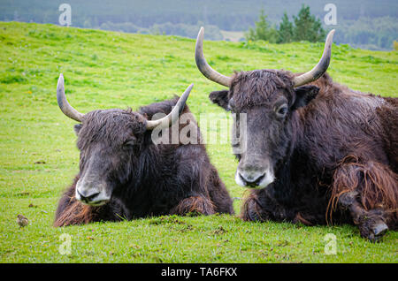 Un appoggio di yak domestici (Bos grunniens). Foto Stock