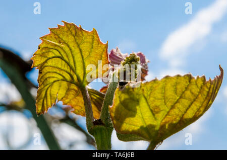 I grappoli di uve giovani nel giardino di primavera sotto i raggi del sole Foto Stock