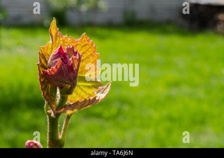 I grappoli di uve giovani nel giardino di primavera sotto i raggi del sole Foto Stock