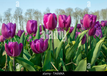 Traditional Dutch tulip field with purple flowers Foto Stock