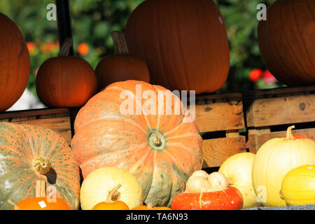 Scelta del giallo e del rosso di zucche in diverse forme e dimensioni decorata su un carrello nella brillante luce d'autunno - Paesi Bassi Foto Stock