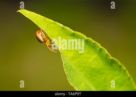 Foto orizzontale di cura piccola spider. Spider ha un bel corpo di colore arancione e le gambe. Insetto è appollaiato sul verde lasciare del piccolo albero. Foto Stock