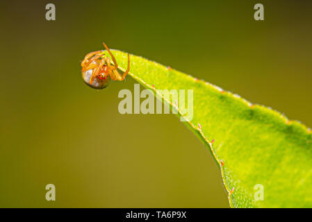 Foto orizzontale di cura piccola spider. Spider ha un bel corpo di colore arancione e le gambe. Insetto è appollaiato sul verde lasciare del piccolo albero con visibile agli occhi. Foto Stock