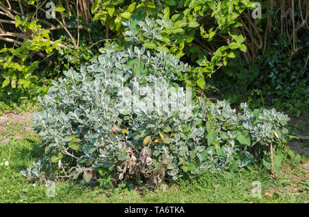 Stachys byzantina (agnello l orecchio, lanosi hedgenettle) impianto, una specis di Stachys, mostrando soffici e la furia di foglie in primavera nel West Sussex, in Inghilterra, Regno Unito. Foto Stock