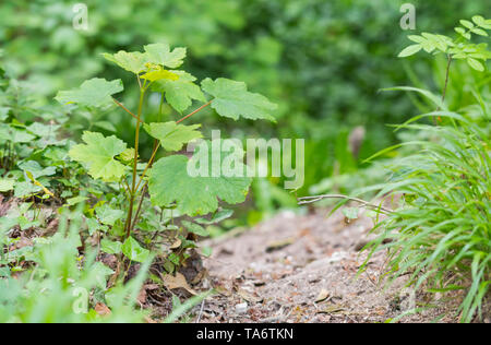 Acer pseudoplatanus (Sycamore maple or just Sycamore) leaves on the ground next to a path in woodland in Spring (May) in West Sussex, England, UK. Foto Stock