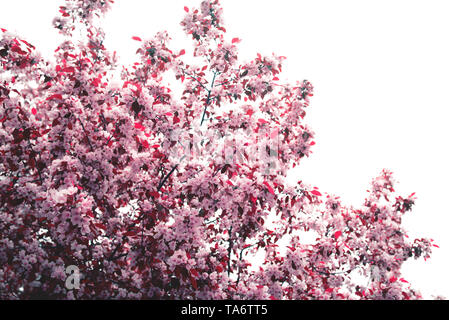 Bella Apple Blossom. Molla dello sfondo con soft focus. Copia dello spazio per il testo Foto Stock