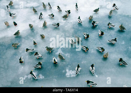 Grande accumulo di anatre in inverno sul ghiaccio del serbatoio. Germani reali in branchi sullo svernamento di numerose specie di uccelli Foto Stock