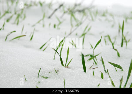 Agricoltura del Nord. Resistente al gelo di grano di inverno sotto la prima neve. Un breve giornata invernale con nuvole che vengono illuminate dal sole basso. Close-up, Foto Stock