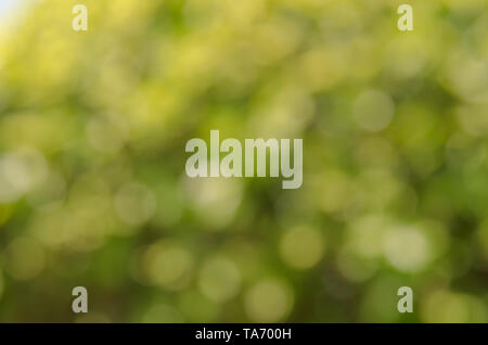 Abstract sfocata natura verde dello sfondo. sfondo sfocato per la progettazione del modello di elemento Foto Stock