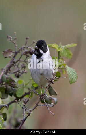 Reed Bunting (Emberiza schoeniclus) Foto Stock