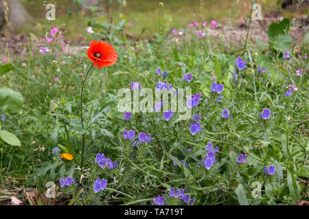 Wild Meadow. Un papavero rosso fiore tra vivid violet viper dell bugloss. Blueweed piante o viola Echium vulgare. Campo di vari fiori di fioritura. Foto Stock
