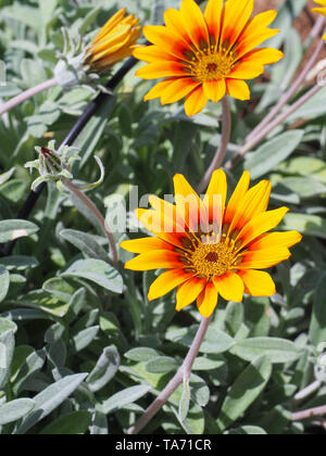 Bel giallo arancione Gazania rigens fiori che sbocciano in background di fogliame color argento. Ammassa gazania o tesoro flower è pianta flowering. Foto Stock