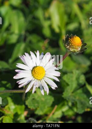 Close up wild inglese fiori a margherita, testa sono composito con bianco-rosa ray fiori con disco giallo. Bellis perennis è una politica europea comune in materia di specie. Foto Stock