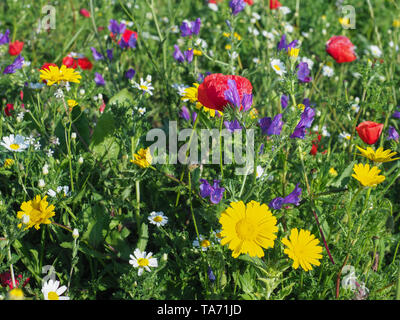 Papavero rosso fiori viola Echium vulgare o viper dell bugloss, Daisy bianca, gialla Anthemis tinctoria o camomilla in fiore nel prato. Campo colorato. Foto Stock