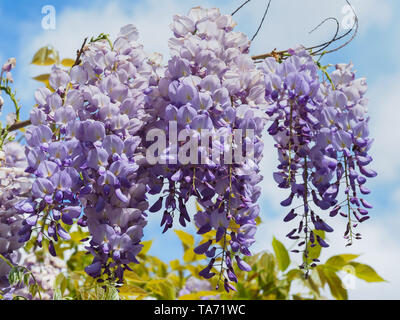 Fioritura viola Wisteria sinensis. Bella struttura prolifica con fiori viola appendere racemo. Cinese blu wisteria È specie della famiglia Fabaceae Foto Stock