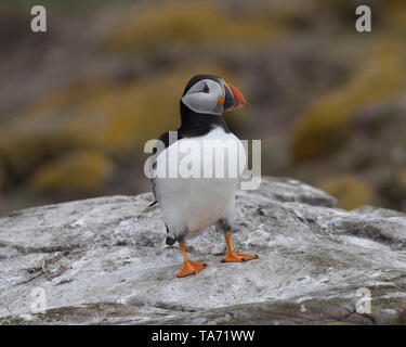 Singola puffin in piedi sul promontorio roccioso con fogliame dietro Foto Stock