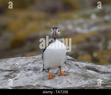 Singola puffin in piedi sul promontorio roccioso con fogliame dietro Foto Stock