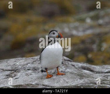 Singola puffin in piedi sul promontorio roccioso con fogliame dietro Foto Stock