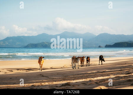 Brown vacche stare sulla sabbia della spiaggia lunga a San Vincente contro il mare, PALAWAN FILIPPINE Foto Stock