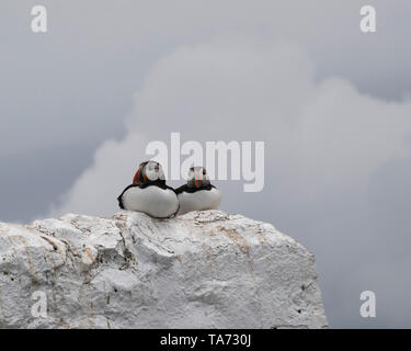 Due i puffini seduti sulla parete dipinta di bianco Foto Stock