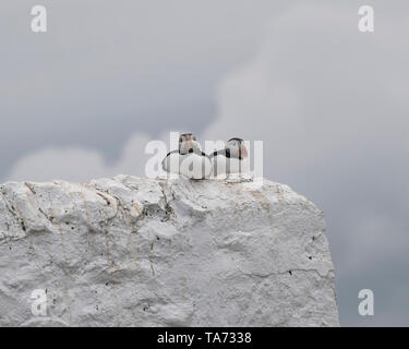 Due i puffini seduti sulla parete dipinta di bianco Foto Stock