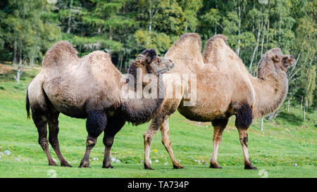 Due addomesticati cammelli Bactrian (Camelus bactrianus) in piedi in un pascolo Foto Stock