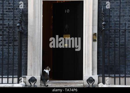 Larry il gatto attende fuori 10 Downing Street in Westminster, Londra. Foto Stock