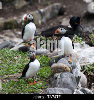 Tre i puffini permanente sulla scogliera rocciosa con Shag su nest Foto Stock